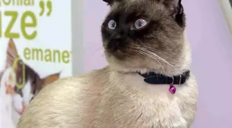 Evcil hayvan sahiplerine 'mikroçip' uyarısı: Son gün 31 Aralık, taktırmayana ceza