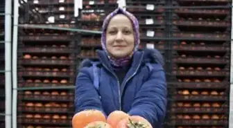 Kadın girişimci devlet desteğiyle kurduğu soğuk hava deposunda köylülerin meyvelerini saklıyor