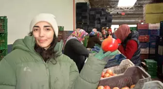 Korkuteli'nden nar ihracatı başladı