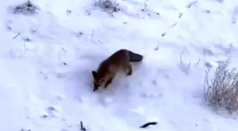 Soğuk hava tilkileri Diyadin merkezine indirdi