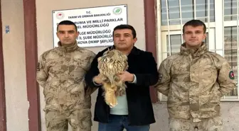 Yüksekova'da boynuzlu baykuş tedavi altına alındı