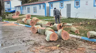 Zonguldak'ta kuvvetli rüzgar; 90 yaşındaki çınar ağacı devrildi