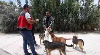 Adana'da 2025'te 3 bin 865 kedi ve 3 bin 577 köpeğe çip takıldı