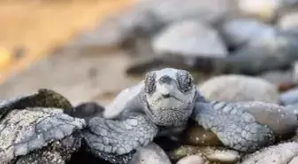 Antalya'da yarım milyona yakın caretta yavrusu denizle buluştu