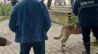 Bilecik'te evcil hayvanlar kayıt altına alınıyor