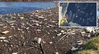 Büyük Menderes Nehri alarm veriyor, simsiyah oldu