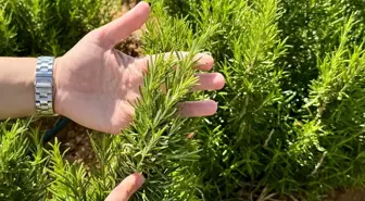 Kırşehir'de yetiştirilen 65 tür tıbbi aromatik bitkinin çiftçilere alternatif ürün olması hedefleniyor