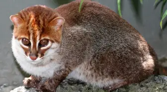 Nesli tükendi sanılan kedi türü 30 yıl sonra ortaya çıktı