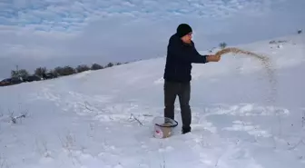 Sivas'ta yaban hayvanları için doğaya yem bırakıldı