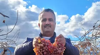 Soğuğa dayanıklı kazancı yüksek