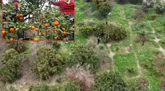 Tarla fiyatı 2 liraya kadar düştü, üretici isyan etti