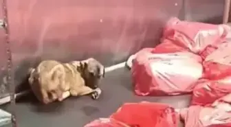 ABB'den 'çöp poşetinde ölü köpek' soruşturması açıklaması