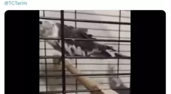 Çanakkale'de 9 papağan ele geçirildi