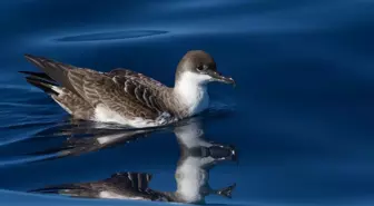 Güney Okyanusu'nda yaşayan büyük yelkovan kuşu, Türkiye'de ilk kez görüntülendi
