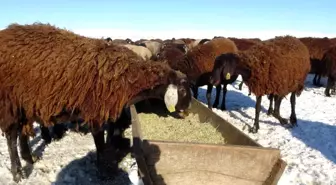 Hasköy'de besicilerin zorlu mesaisi başladı