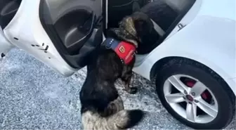 Jandarma tarafından Muğla'da yapılan denetimde bir haftada 80 şahıs yakalandı