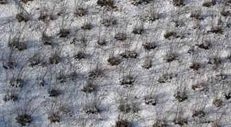 Karadeniz'deki kar yağışı, fındık ve diğer tarım ürünlerine yaradı