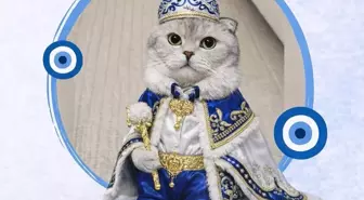 Kedi sahibinden sünnet konseptli kısırlaştırma töreni