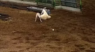 Konya'da sokak köpeklerinin saldırdığı koyun telef oldu