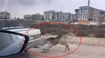 Otomobile iple bağlanıp çekilen köpek, bakıma alındı