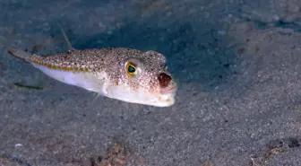 Bu balığı avladılar, 1 milyon 227 bin 144 lira destek aldılar