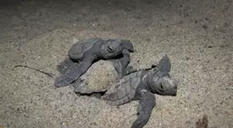 Aydın ve İzmir'de 457 caretta caretta yavrusu denizle buluştu