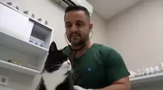 Bursa'da 'sokak canları'na ücretsiz kısırlaştırma ve check up imkanı