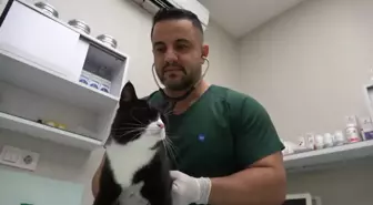 Bursa'da 'sokak canları'na ücretsiz kısırlaştırma ve check up imkanı