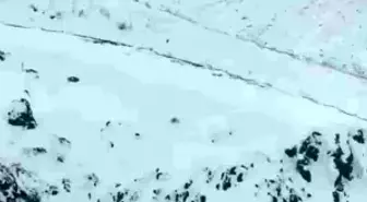 Iğdır'da aç kalan 3 vaşak köye indi