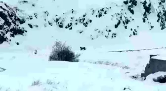 Iğdır'da aç kalan 3 vaşak köye indi