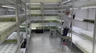 Isparta'daki akademisyenler ak zambağın üretim süresinin kısalması için çalışma yapıyor