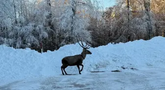 Karla kaplanan Kuzu Yayla Tabiat Parkı'nda kızılgeyik görüntülendi
