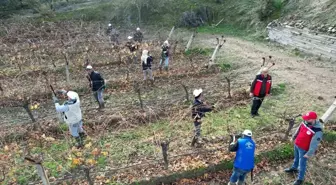 Üzüm bağlarında doğru budama için yerinde eğitim