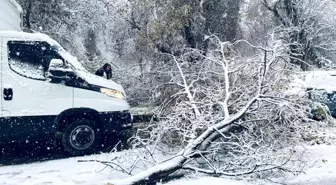 Birecik'te karın ağırlığına dayanamayan ağaç dalları araçların üzerine devrildi