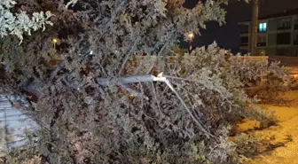 Bursa'da kuvvetli rüzgar nedeniyle ağaç devrildi