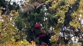Hatay'da ağaca takılan kızıl şahini itfaiye kurtardı