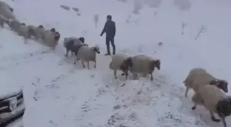Karda mahsur kalan çoban ve 800 küçükbaş hayvan kurtarıldı