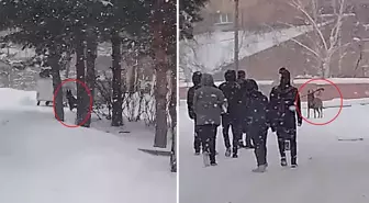 Okul bahçesine giren kurt köpeği öğrencilere saldırdı; 3 yaralı