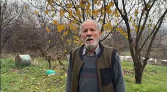 Zirai ilaç yüzünden milyonlarca arısı kovana dönemeden öldü