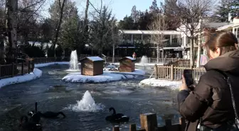Ankara'da Kuğulu Park havuzu ve Eymir Gölü buz tuttu