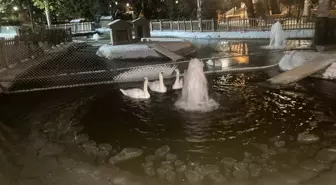 Ankara'nın simgelerinden Kuğulu Park'taki havuz buz tuttu