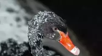 Başkentin simgelerinden Kuğulu Park'taki havuzun yüzeyi buz tuttu