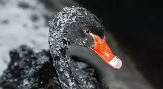 Başkentin simgelerinden Kuğulu Park'taki havuzun yüzeyi buz tuttu