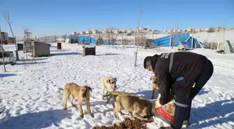 Çubuk'ta yaban hayvanları için doğaya yem bırakıldı