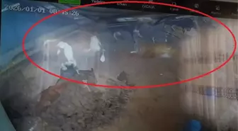 Diyarbakır'da ahırın çatısının çökme anı kamerada; 4 inek yaralandı