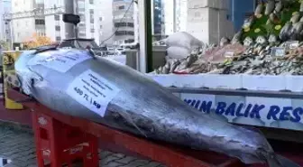 Düzce açıklarında bir gün sonra bu kez de 353 kiloluk orkinos yakalandı