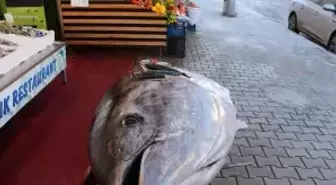 Samsun'da devasa orkinos satışa sunuldu