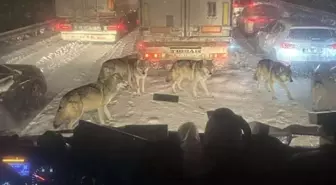 Gerçek mi değil mi? Bu fotoğraf karesini görenler ikiye bölündü