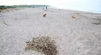 Her 10 caretta yuvasından 1'i tahrip oldu; en büyük sebep tatilcilerin bıraktığı köpekler