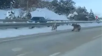 Kara yoluna çıkan bozayılar kamerada